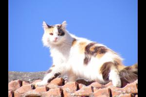 Miniatura publicación